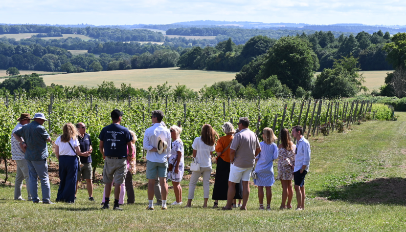 Hattingley Vineyard tour